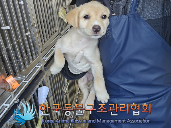 한국동물구조관리협회_441559202401278